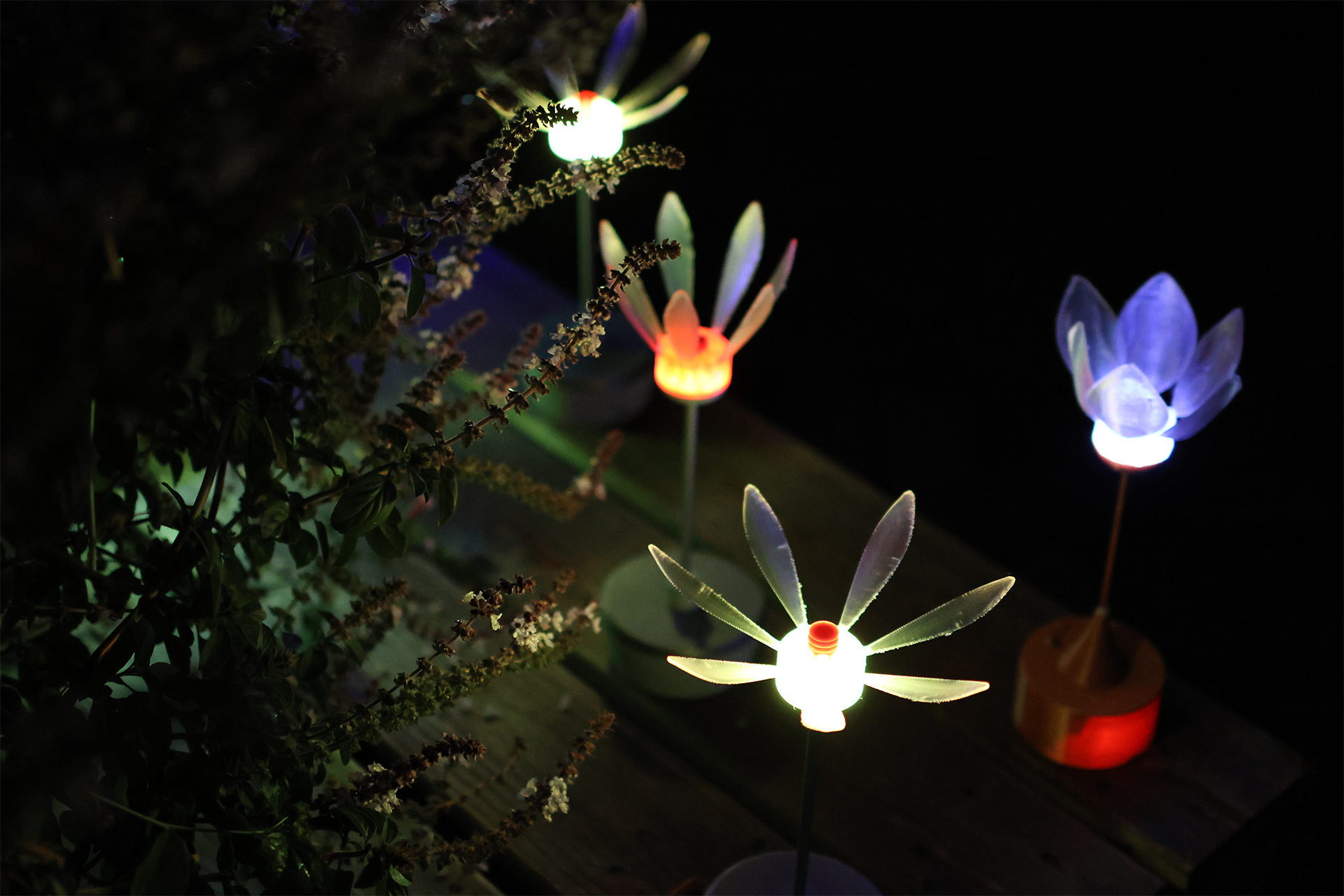 Stromblüten auf dem Lübecker Koberg